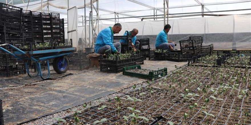 Alanya Belediyesi, 24 Bin 700 Ücretsiz Su Kabağı Fidesi Dağıtacak