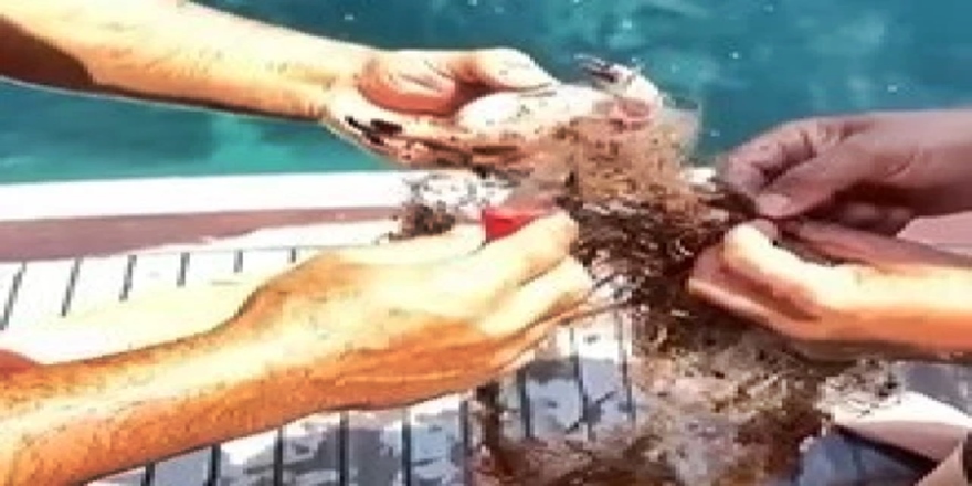 Alanya’da hayalet ağdan kurtarılan yengeçler denize salındı