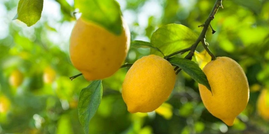 Alanya’da limon altınla yarışıyor