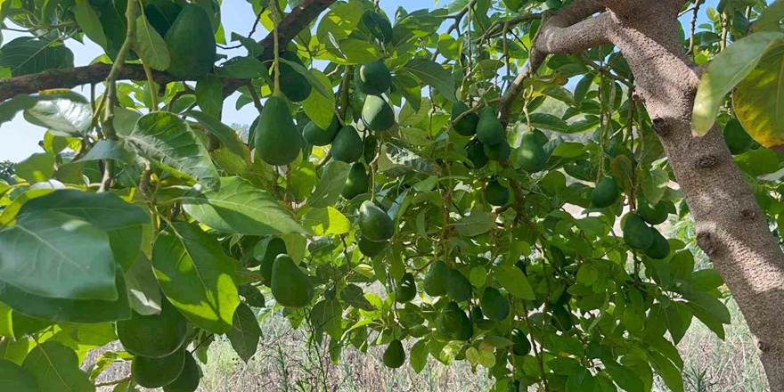 Alanya’da erkenci Clifton avokado hasadı başladı