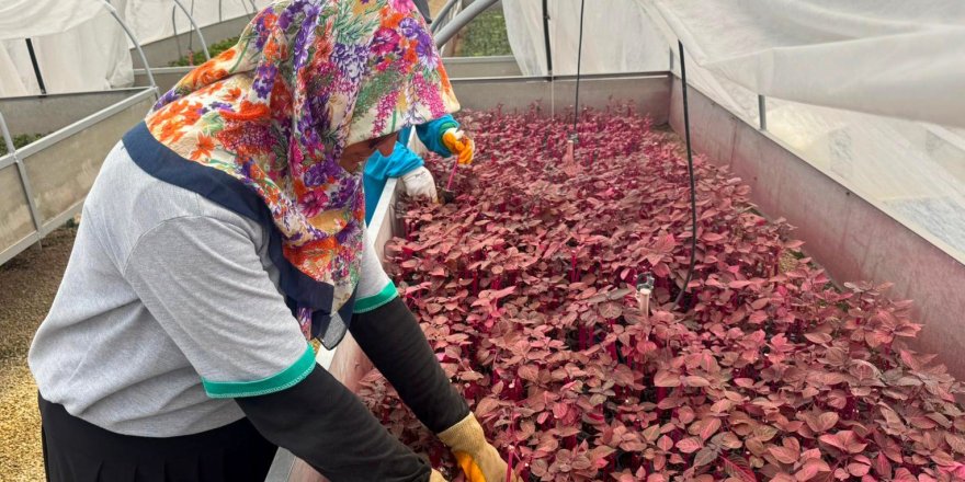 Alanya’da Kadın Eli Yeşil Alanlara Değer Katıyor