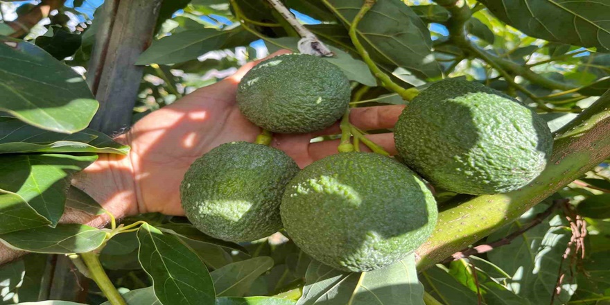 Alanya Tropik Meyvelerde İç Piyasayı Sırtlıyor