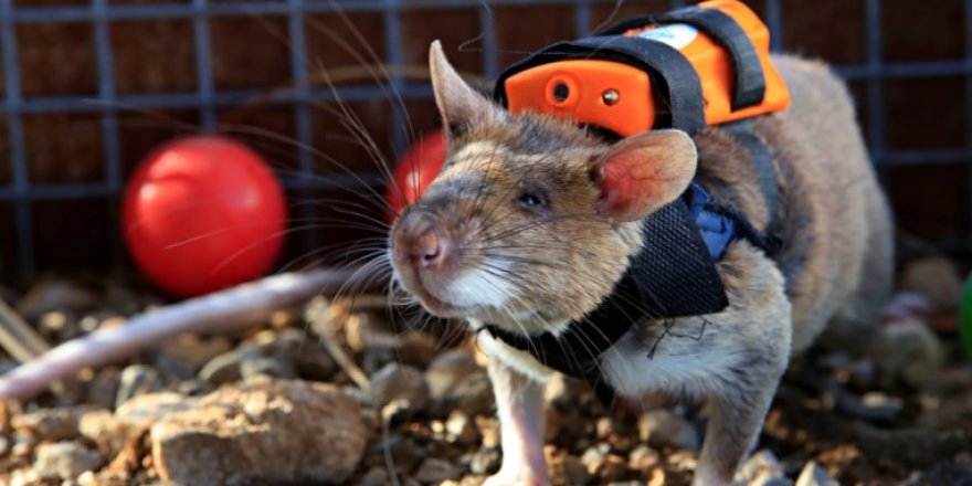 Antalya’da Eğitilen Kahraman Fareler Enkazın Gözü Olacak