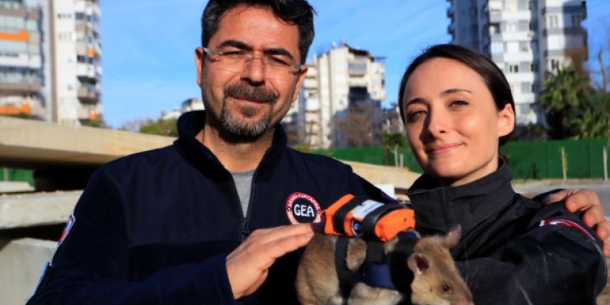 Antalya’da Eğitilen Kahraman Fareler Enkazın Gözü Olacak