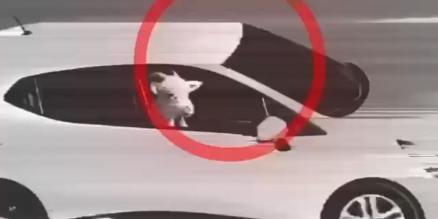 Serik'te Küçükbaş Hırsızlarına JASAT Darbesi