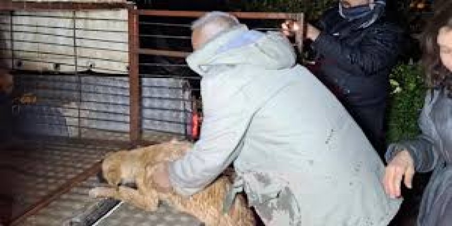 Serik’te Barınağı Sel Bastı: 27 Köpek Kurtarıldı