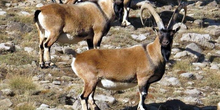 Kar bastırdı, yaban keçileri köye kadar indi
