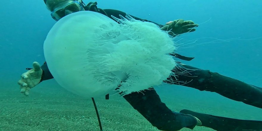 Antalya’da dev denizanası istilası: Balıkçıların kabusu