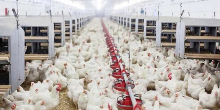 Kümes hayvancılığında dev adımlar: Üretimde yükseliş
