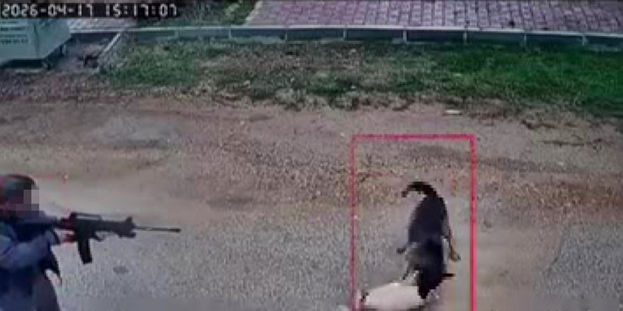 Sokak köpeğini tüfekle vurdu: Şüpheli yakalandı