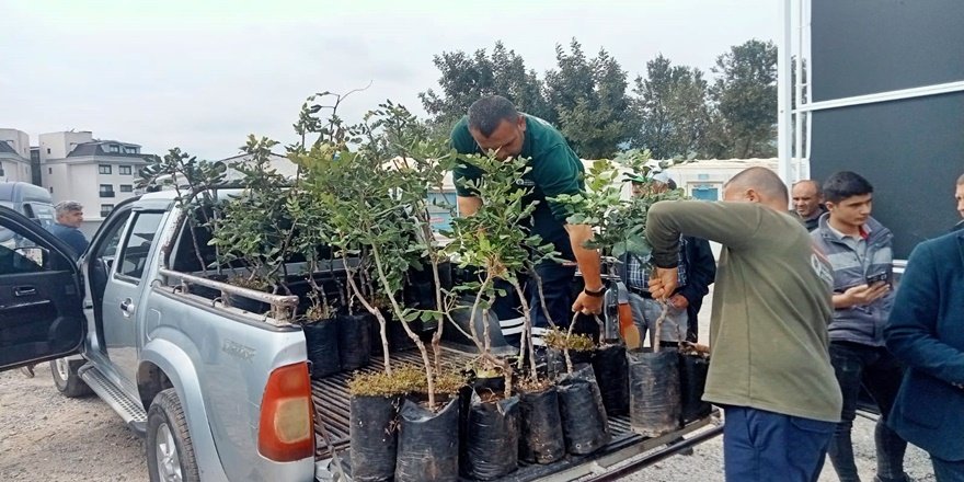 Alanya’da keçiboynuzu için umut veren destek