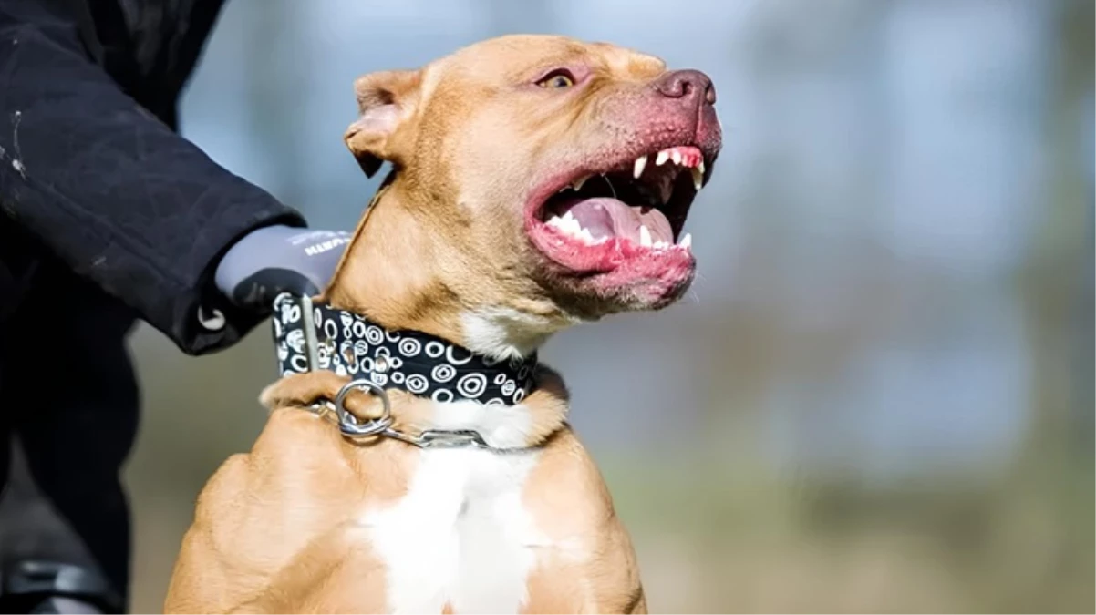 Rochester’de Pitbull Saldırısı: Bebek Öldü