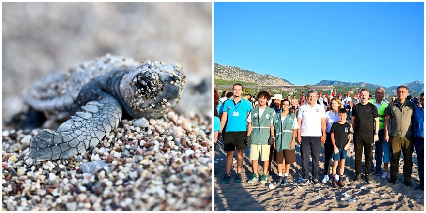 Çıralı’da caretta caretta yavrularının deniz yolculuğu