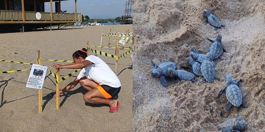 Manavgat’ta caretta caretta yavrularına gece nöbeti