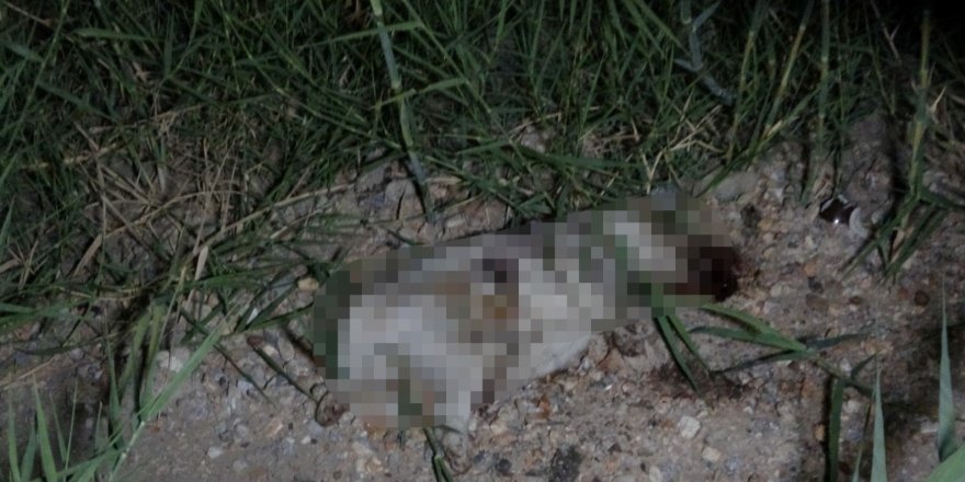 Antalya’da yavru köpek olayı sonrası Alman vatandaşı deport edildi