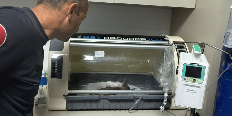 30 metrelik kuyuya düşen yavru kedi 5 saatte kurtarıldı
