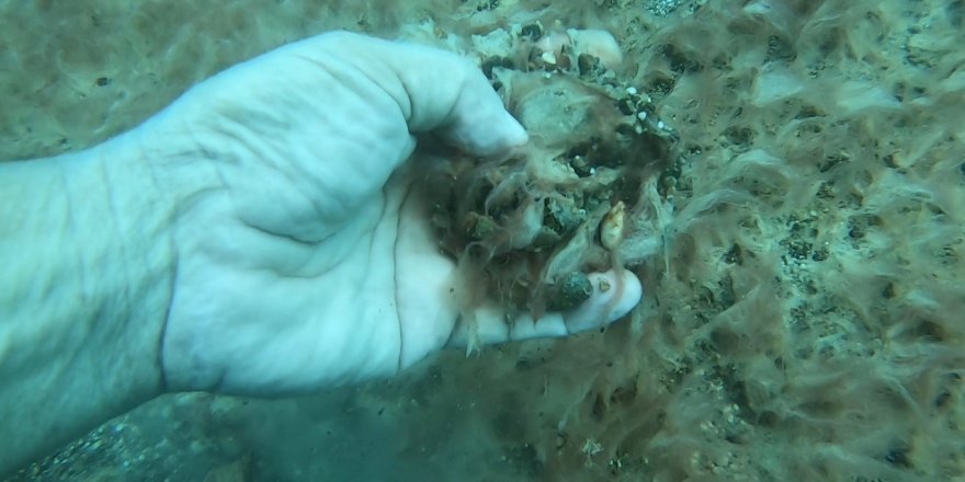 Antalya kıyılarında deniz tabanını pelte kapladı