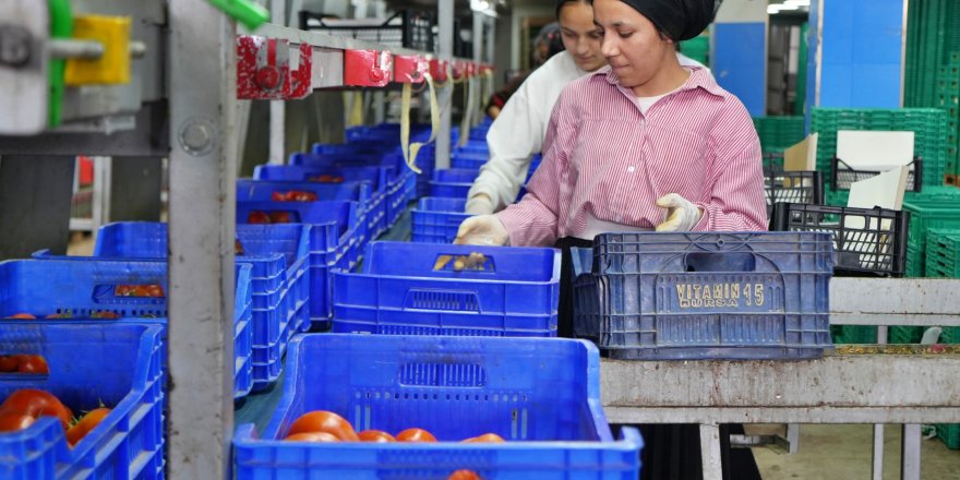 Antalya hallerinde domates fiyatı yükseldi