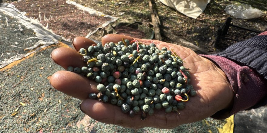Toroslar’da Menengiç Bereketi: Kilosu 300 TL