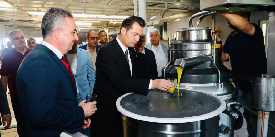 Zeytin Hasadında Bereket Sezonu: Çiftçiyle Omuz Omuza
