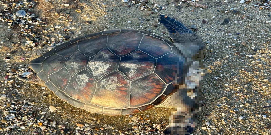 Alanya'da Ölü Caretta Caretta Bulundu