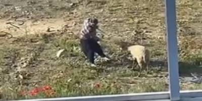 Alanya’da koyuna eziyet eden şahıs gözaltına alındı