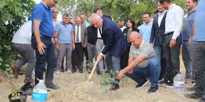 Alanya Keçiboynuzu tescillendi, 3 bin fidan dağıtıldı