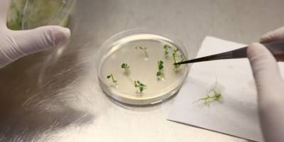 Ege Üniversitesi'nden Uzayda Tuz Gölü Bitkisi Deneyi Sonuçları