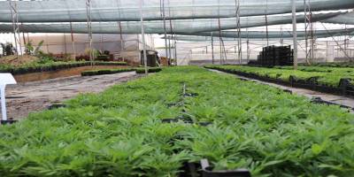 Alanya Belediyesi arife günü mezarlıklarda çiçek dağıtacak