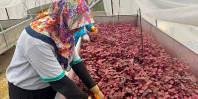 Alanya’da Kadın Eli Yeşil Alanlara Değer Katıyor