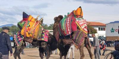 Şap yasağı deve güreşlerini durdurdu, sahil antrenmana sahne oldu