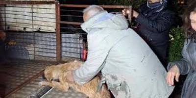 Serik’te Barınağı Sel Bastı: 27 Köpek Kurtarıldı