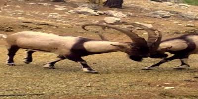 Antalya’da Fotokapana Nadir Türler Takıldı