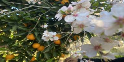 Antalya’da Bademler Erken Açtı: Don Alarmı