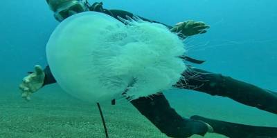 Antalya’da dev denizanası istilası: Balıkçıların kabusu