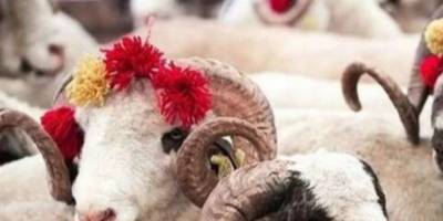 Türk Kızılayı 2024 Kurban vekaleti fiyatlarını duyurdu