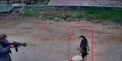 Sokak köpeğini tüfekle vurdu: Şüpheli yakalandı