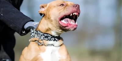 Rochester’de Pitbull Saldırısı: Bebek Öldü