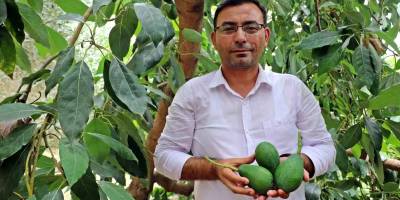 Alanya'da 150 Milyon Avokado Hedefiyle Hasat Başladı