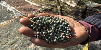 Toroslar’da Menengiç Bereketi: Kilosu 300 TL